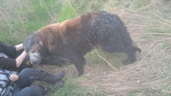 Керченские подростки спасли собаку застрявшую в болоте