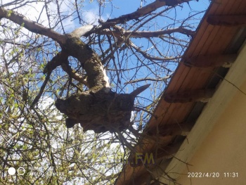 Откуда взялся Буратино: в Керчи старое дерево ломает крышу  дома