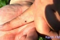 Новости » Общество: С начала года 23 человека в Керчи обратились за помощью после укуса клещей
