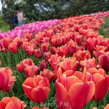 Новости » Общество: Сто тысяч цветов увидели керчане на параде тюльпанов в Ялте