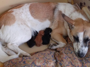 Новости » Общество: В Крыму домашняя собака заменила котятам мать