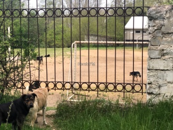 Новости » Общество: Свора собак гуляет по школьному стадиону в Керчи