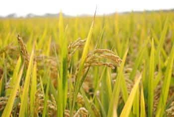 Новости » Общество: В Крыму засеяли рисом почти 700 гектаров полей