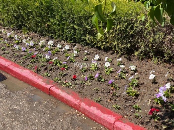 Новости » Общество: В Керчи не забывают поливать высаженные цветы