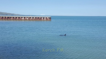 Новости » Общество: Керчане просят помочь спасти дельфина