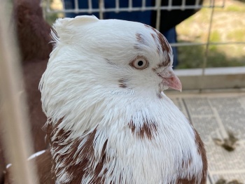 Новости » Общество: В Керчи проходит выставка голубей