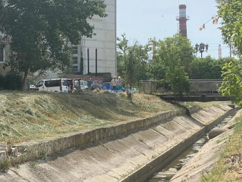 В Керчи около оптового рынка скосили заросли борщевика