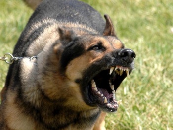 Четыре собаки напали на молодую девушку в Крыму