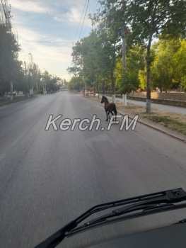 Новости » Общество: Ничего необычного: с утра по дорогам в Керчи бегала лошадь