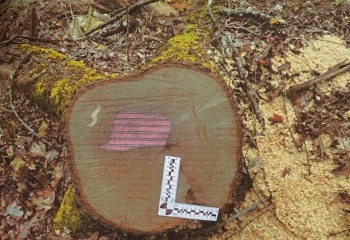 Новости » Криминал и ЧП: В лесничестве в Крыму неизвестный вырубил свыше 40 деревьев