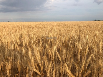Более миллиона тонн озимых зерновых собрали аграрии Крыма