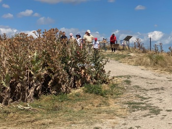 Новости » Общество: Керчане просят скосить траву на горе Митридат