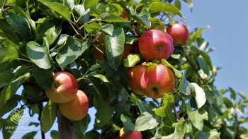 Новости » Общество: В Крыму стартовала уборка летних сортов яблок