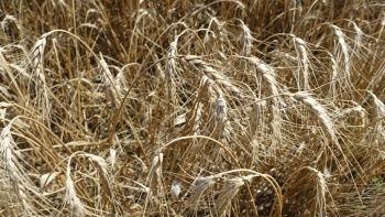 Рекордный урожай зерновых собрали в Крыму в этом году