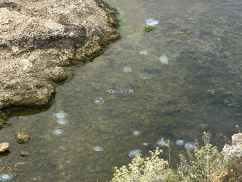 Новости » Общество: На пляжи в Керчи начали приплывать большие медузы