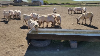 Новости » Общество: В Крыму завершилась стригальная кампания овец