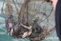 Новости » Криминал и ЧП: За вылов краснокнижной рыбы шестеро крымчан выплатят свыше 9 млн рублей