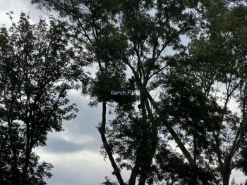 Новости » Общество: В Керчи на Островского проводили обрезку деревьев