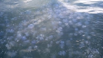 Новости » Общество: У берегов Крыма в Азовском море зафиксировали снижение количества медуз
