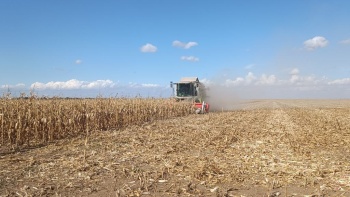 Новости » Общество: К уборке кукурузы на зерно приступили в Крыму