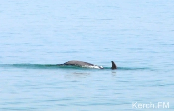 Новости » Общество: Зоозащитники Крыма просят не кормить дельфинов