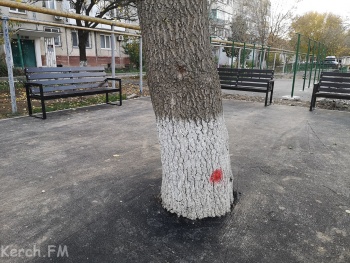 Новости » Общество: На Заречной в Керчи при благоустройстве заасфальтировали дерево