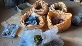 Новости » Криминал и ЧП: У двух братьев в Крыму нашли 7 кг марихуаны на продажу