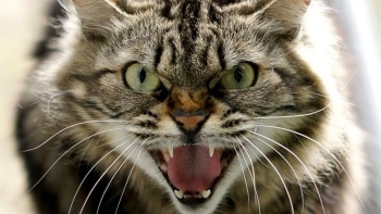 Новости » Общество: Бешенство домашней кошки зарегистрировали в Крыму