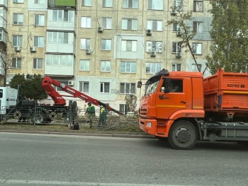 Новости » Общество: В Керчи на Свердлова пилили деревья