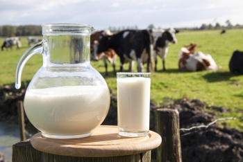 Новости » Общество: В Крыму растут объемы молочной переработки