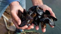 Новости » Общество: Предприятия незаконно установили в Черном море сооружения для выращивания моллюсков