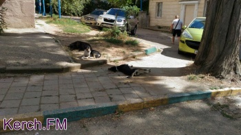 В Крыму собаки еженедельно кусают более 50 человек
