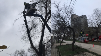 Администрация отчиталась о спиле аварийных деревьев в городе