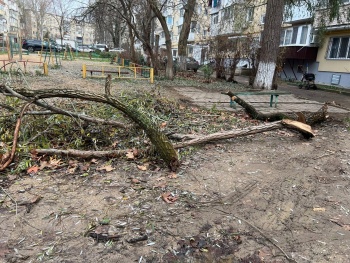 Новости » Общество: Почти месяц в Керчи не могут убрать ветки деревьев, которые упали на автомобиль