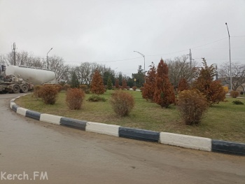 Пациент скорее мертв, чем жив: на въезде в Керчь засохли деревья