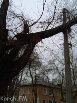 Старое огромное дерево упало на электроопору в Керчи