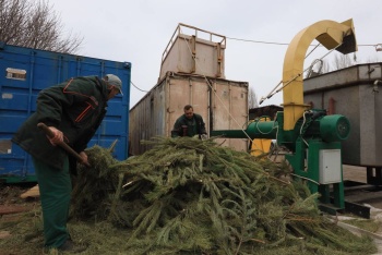 Из новогодних ёлок в Крыму делают эфирное масло