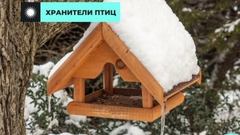 Новости » Общество: Крымчанам предлагают присоединиться к конкурсу «Хранители птиц»