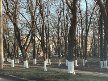Новости » Общество: Не узнать: деревья Казенного парка у дороги привели в порядок