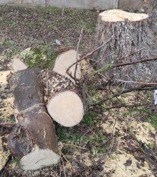 Новости » Общество: Следственный комитет также начал проверку после вырубки деревьев в Керчи