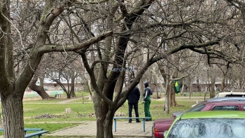 На Сморжевского во дворах проводят обрезку деревьев