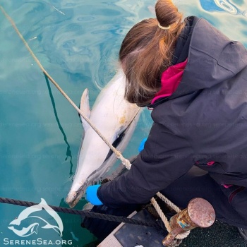 В Крыму нашли истощенного дельфина, погибшего из-за рыболовного крючка