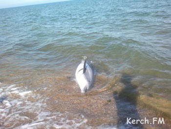 Новости » Общество: В Крыму за 5 лет более 3000 дельфинов выбросились на берег
