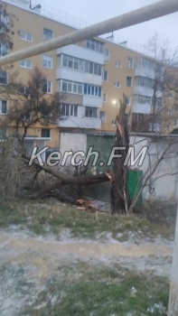 Очередное дерево в Керчи не выдержало штормового ветра