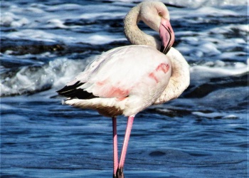 В Крыму появилась новая колония розовых фламинго