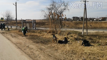 Новости » Общество: Стаи бездомных агрессивных собак в Керчи опять будут отлавливать