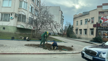 Новости » Общество: На Самойленко подготовили лунки для новых деревьев