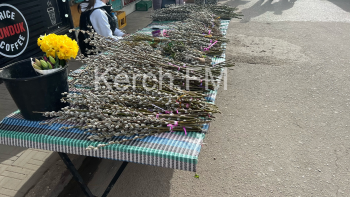 Новости » Общество: В Керчи начали продавать ветки вербы