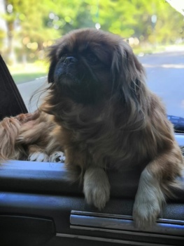 Новости » Общество: В Керчи у водителя из автобуса украли собаку