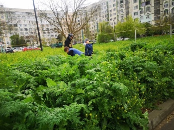 Новости » Общество: Трава по пояс выросла во дворах по Ворошилова